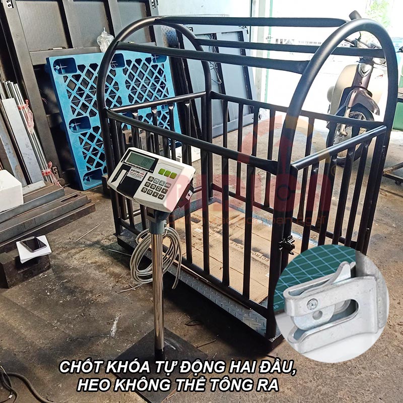 Cân sàn điện tử cân heo 300g 500kg Đài Loan BDC-8201 có lồng
